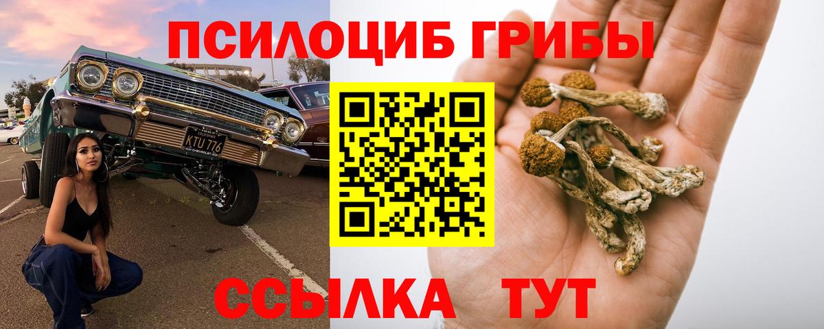 Псилоцибиновые грибы Psilocybe Нижнекамск